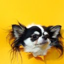 댕댕라운지 이미지