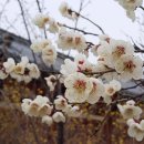 105주년 삼일절 입니다, 우리 다같이 순국 선열들에 정신을 잊지 맙시다.🙏💞 이미지