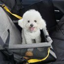 멍타냥택시 이미지