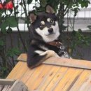 에피소드 동물병원 이미지