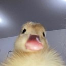 바이루 이미지