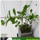 1월 27일 한국의 탄생화 / 금전수와 천남성과 관엽식물들 이미지
