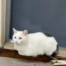 백두동물병원 이미지
