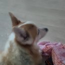 에덴선물나라 | 강아지 레몬, 수박,귤 먹어도 될가?? 강아지 먹으면 안될 음식!먹어도 좋은 음식!비건식사 일상
