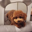 강쥐 | 강아지 영양식 찾는다면? 입맛 까다로운 강쥐도 반한 움냐움냥 툭밀 솔직 후기