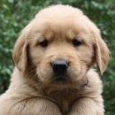 오늘의 강아지 이미지