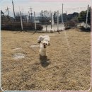 컴투펫 강아지고양이 미용 인천점 | 고양강아지보호소 아이들 천국이지 뭔 말인지 알지