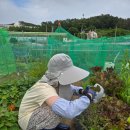 부산농약종묘사 이미지