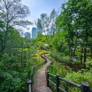 우면산3-29 이미지