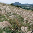 제주 246 이미지