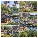 각원사 주차장 공중화장실 | 천안여행 &amp; 각원사 겹벚꽃 명소 &amp; 각원사 청동대불