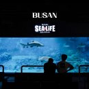 해운대물고기 | 부산 해운대 가볼만한곳 실내 놀거리 아쿠아리움 씨라이프 후기