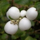 스노우베리 [심포리카르포스 (Symphoricarpos albus)] - 유독식물 이미지