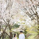 [데이트스냅]올림픽공원 벚꽃 야외 데이트스냅 ”웨딩플로르“ 촬영 후기 &amp; 사진공유