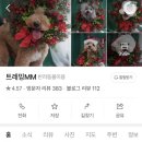 트레밍MM 이미지