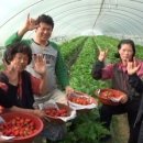 달콤한 딸기 내음 가득한 농인 딸기농장 이미지