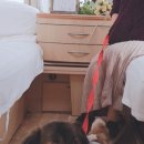 견생스타일 이미지