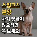 스핑크스의 숲 | 스핑크스 분양, 사기 당하지 않으려면 꼭 보세요! 🚨