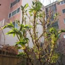 엉게나무 이미지