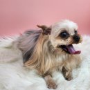 까까오 dog 네이버블로그