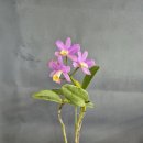 무명농장 이미지