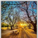 은행나무사거리1 이미지