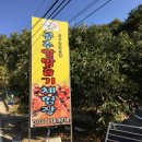 공주알밤농원 이미지