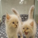 오케이독 이미지