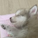 멍벤져스 이미지