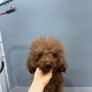 버블펫 | 장항동애견미용 버블펫 소심한 우리 아이도 편하게 다녀온 미용 후기