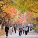 단풍나무 이미지