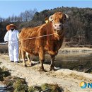 다하누 뉴시스