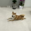 대디동물병원 이미지