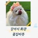 버터플라이 포메 | 강아지화관 퀄리티 만족한 꽃집따뜻 내돈내산 후기