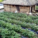 권센네민박 이미지