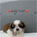 버디독 강아지분양 안심분양센터 김포점 이미지