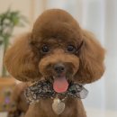 몽띠끄펫 이미지