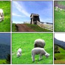 풍전목장 이미지