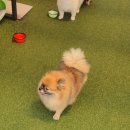 486독캠프 이미지