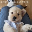 파주운정강아지분양 호야펫 이미지