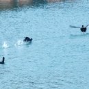 물반고기반 이미지