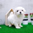 멍멍애견샵 이미지
