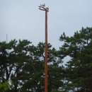 진또배기 이미지