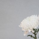 천국장례문화 네이버블로그