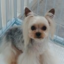 멍이가 웃통벗는날 이미지