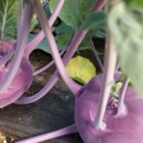 이원농장 이미지