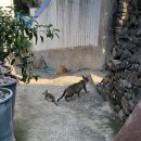 사랑리해녀할매집 이미지