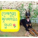 천사 펫하우스 이미지