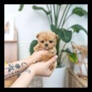 유앤미펫 강아지분양 고양이분양 시흥점 이미지