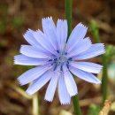 치커리(chicory) 이미지